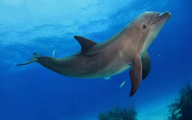 Möbelaufkleber Playful dolphin posing in front of camera © Flicketti