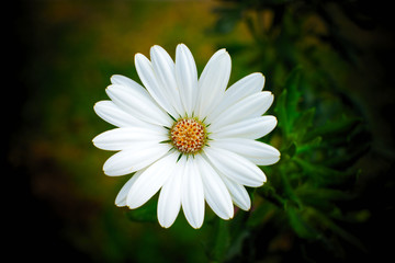 Fototapeta premium Idealized isolated white daisy flower with soft floral background and vignette.