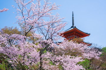 京都　清水寺の三重塔と桜