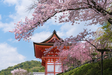 Fototapeta premium 京都 清水寺の仁王門と桜