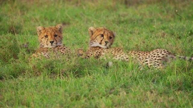 Cheetah cubs resting in the grass