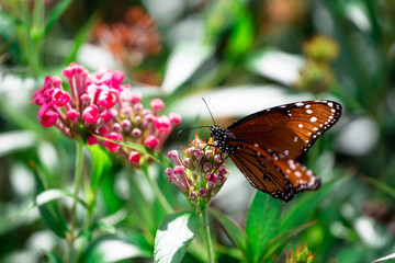 Obraz na płótnie Canvas Butterfly on Flowers