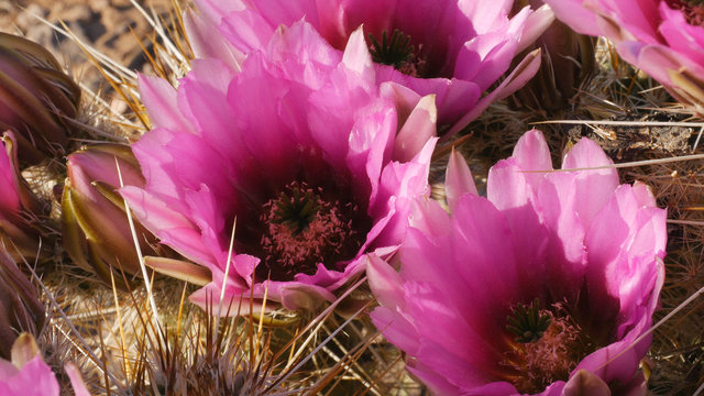 Strawberry Hedgehog Cactus Flowers At Organ Pipe Cactus National Monument In Arizona