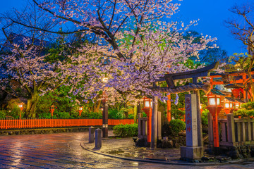 Obraz premium 京都 祇園の夜桜