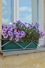 window with flowers