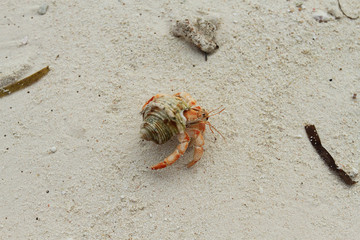 hermit crab on sand