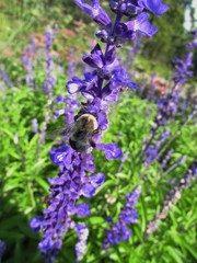 Fototapeta premium bee on flower
