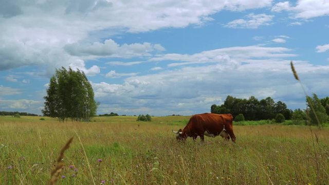 Young Caws eating grass in the field among wild nature.