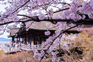 京都　清水寺　桜