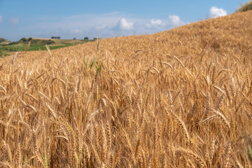 Beautiful wheat field during harvest time, background