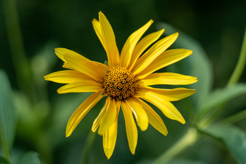 Yellow Flower 