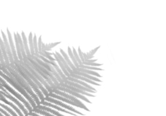 The shadow of tropical leaves on the white wall. Black and white image to overlay the photos or the mockup