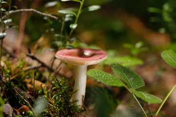 Russula atropurpurea, commonly called the blackish purple Russula or the purple brittlegill.