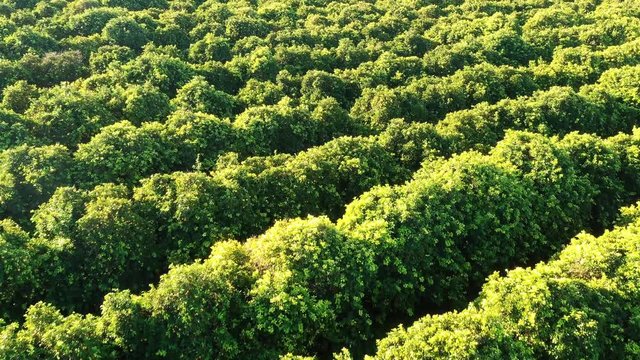 Flying over orange green orchard
