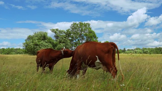 Young Caws eating grass in the field among wild nature.