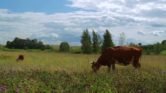 Young Caws eating grass in the field among wild nature.