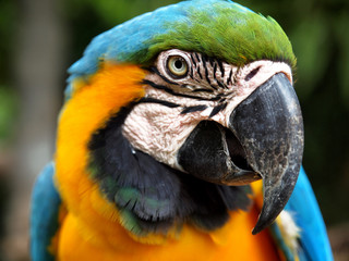  CLOSE UP OF COLORFUL PARROT 