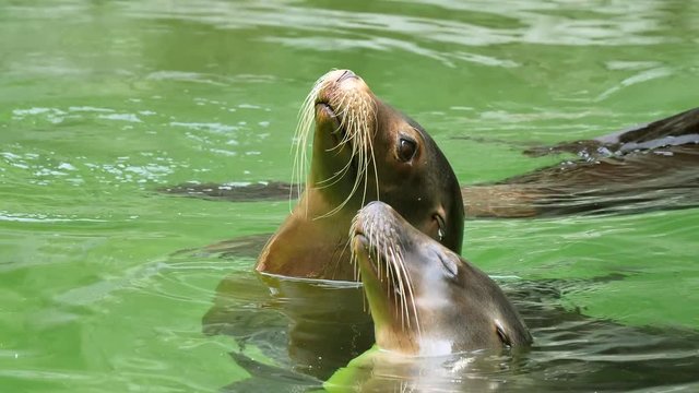 Two seals swim leisurely together in the water and show their friendship