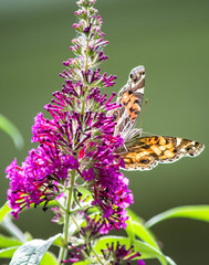 Moth on a butterfly bush