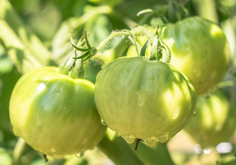 Green Tomatoes on the Vine