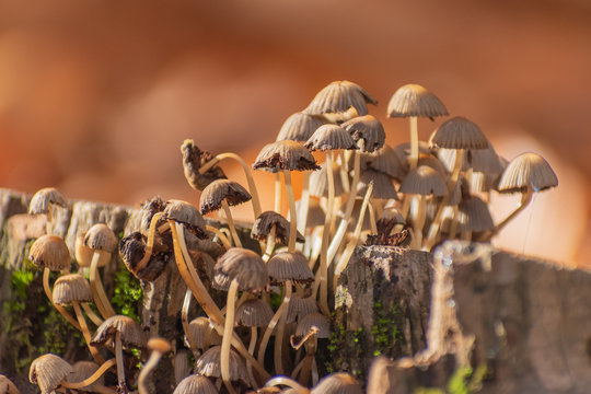 Fungi hogos Chile 