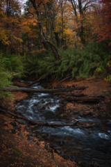 Parque Nacional Conguillio Chile Araucania