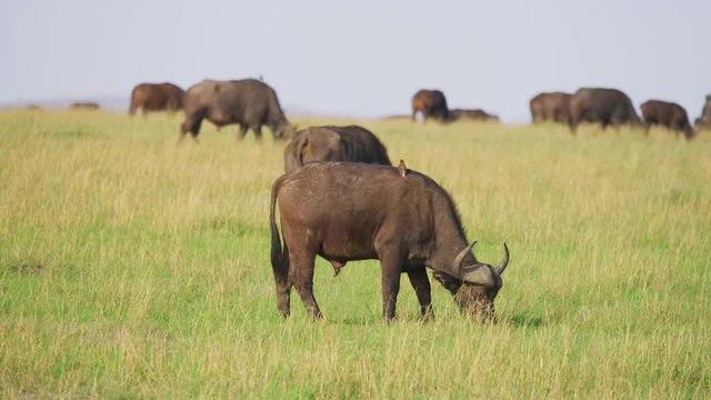 African buffalo herd grazing in Maasai Mara