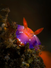 A beautiful colourful nudibranch with clean background macro