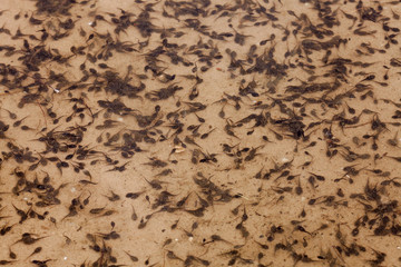 The larvae of frogs - tadpoles