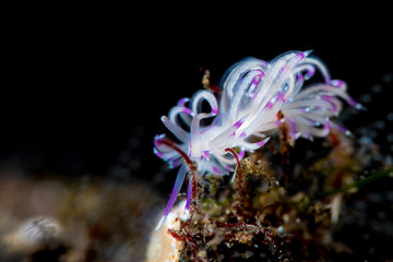 A vibrant colourful nudibranch with black background
