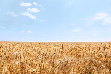 View of wheat field in summer