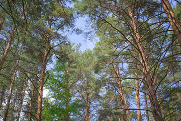 Obraz premium trees and sky