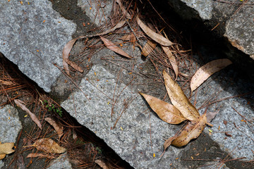 Dry leaves on the stone shelf