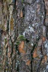 Pine bark