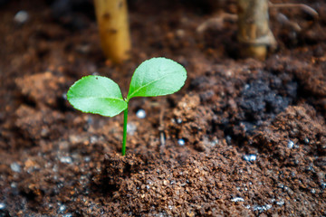 Vitality of seedlings 
