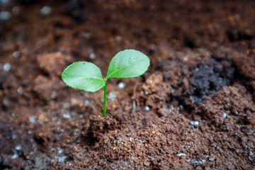 Vitality of seedlings 