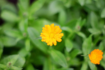 Yellow flower Calendula in the green garden