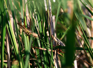 Locusts in the Volga delta in July, Astrakhan, Russia