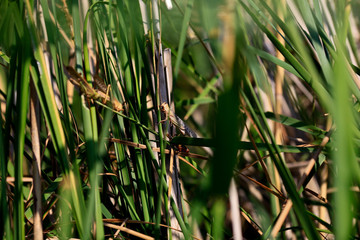Locusts in the Volga delta in July, Astrakhan, Russia