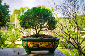 Bonzai tree on the wood table in the garden.