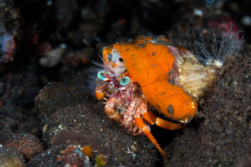 Hermit crab with black background with colorful vibrant eyes