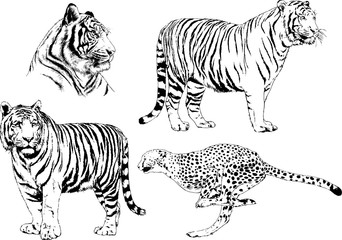 set of vector drawings on the theme of predators tigers are drawn by hand with ink tattoo logos	