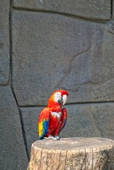 Naklejka premium Pappagallo colorato. Ara Macao