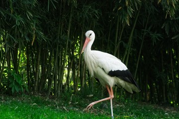 Cicogna europea