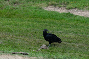 Black Vulture standing over remains of dead animal