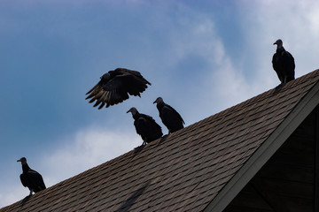 Buzzard flying off from flock on house roof