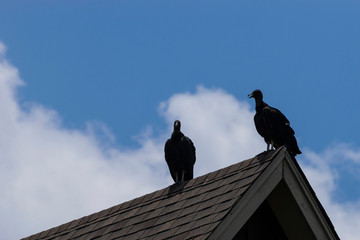Pair of Black Vultures perched on a roof