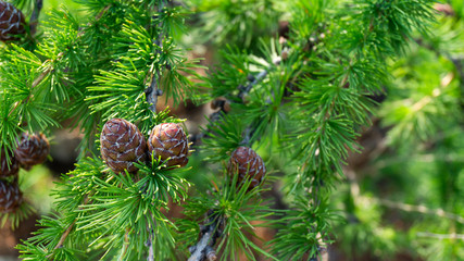 small pine cones close up