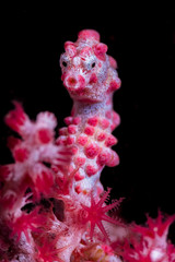 A pygmy seahorse with black background close up with high details