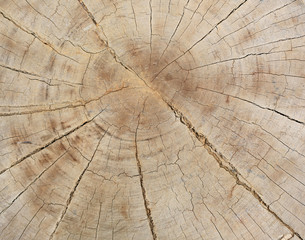Fototapeta premium Cross section cut of wood trunk texture with tree rings.